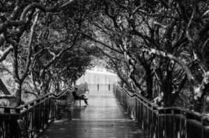 Black and white pathway under twisted trees with a lone person reading on a bench, symbolizing emotional contrasts and introspection.